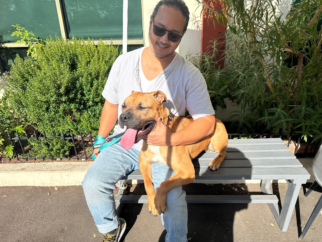 Enlarge Bruno, a Adopted mixed breed in Los Angeles, CA image 3/3