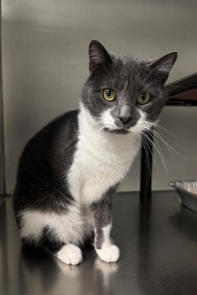 Daryl, Adoptable, Adult Male Domestic Short Hair.