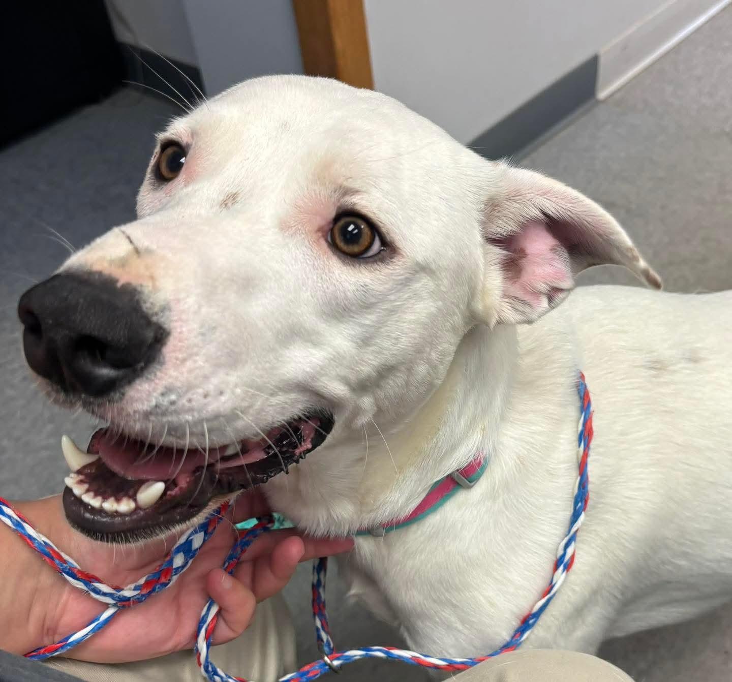 Ghost, Adoptable, Adult Male Labrador Retriever & Mixed Breed.