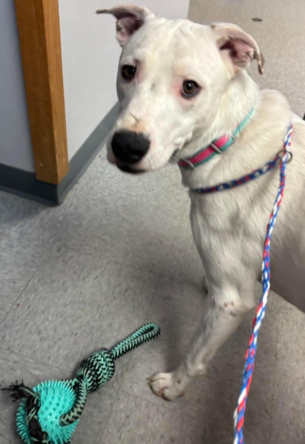 Enlarge Ghost, a Adoptable mixed breed in Watertown, NY image 2/2