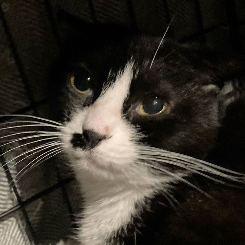 Diva , Adoptable, Adult Female Tuxedo.