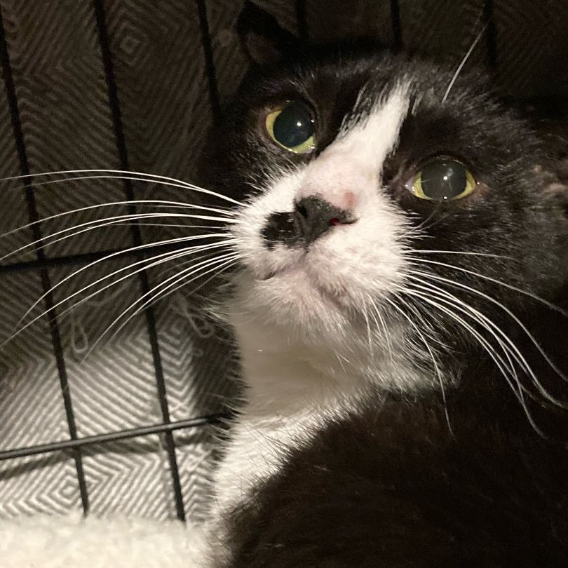 Diva , a Adoptable Tuxedo in Closter, NJ image 2/9