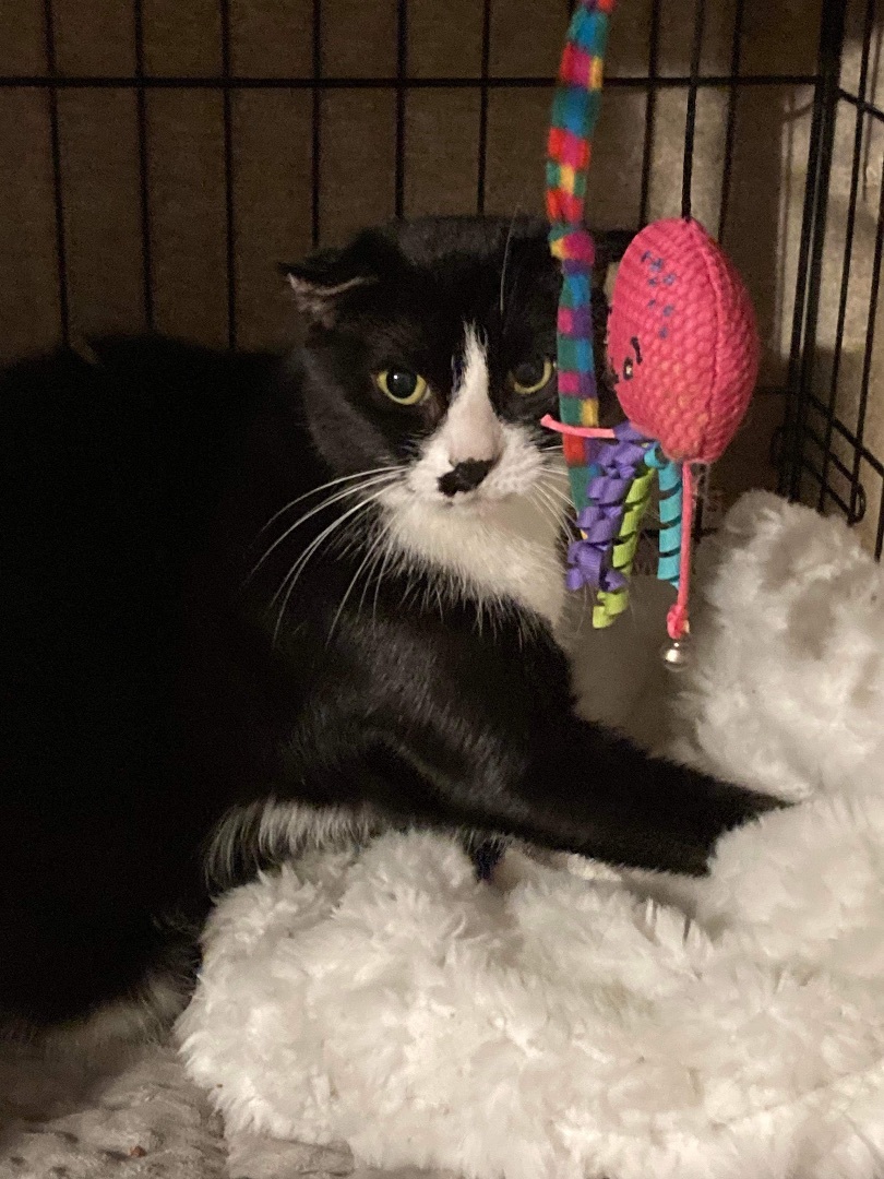 Diva , a Adoptable Tuxedo in Closter, NJ image 3/9