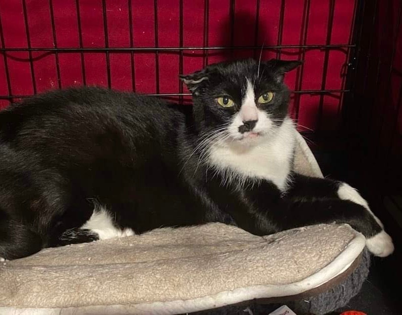 Diva , a Adoptable Tuxedo in Closter, NJ image 4/9
