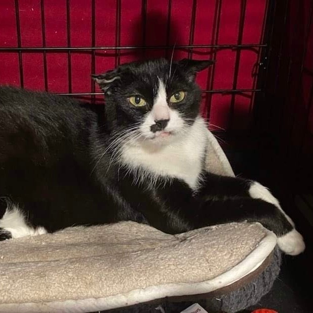 Diva , a Adoptable Tuxedo in Closter, NJ image 1/6