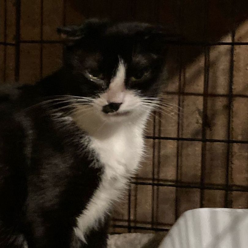 Diva , a Adoptable Tuxedo in Closter, NJ image 5/9