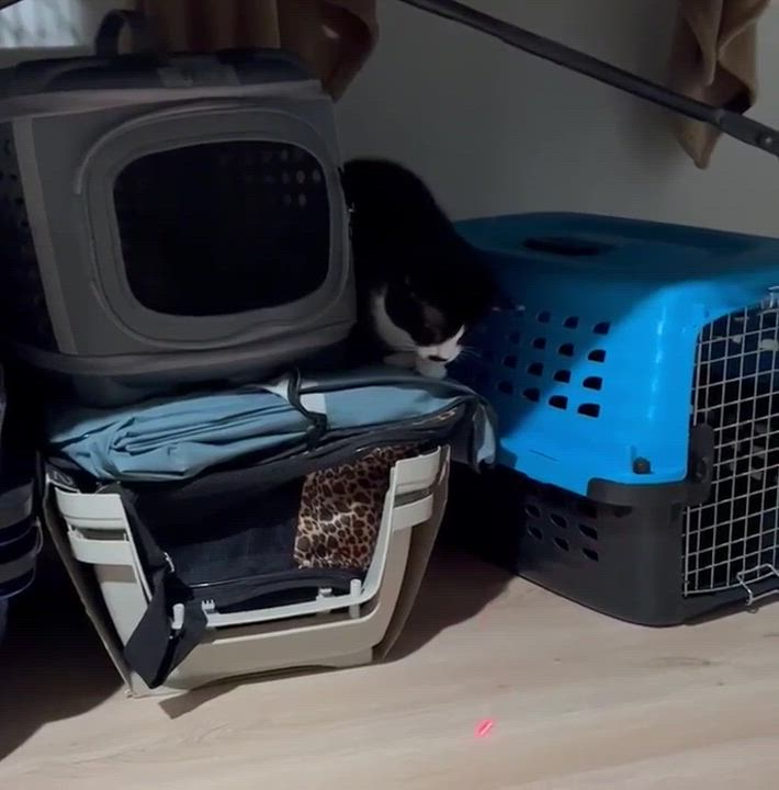 Enlarge Diva , a Adoptable Tuxedo in Closter, NJ video 9/9