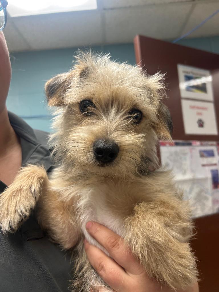 Hugh, Adoptable, Young Male Terrier & Mixed Breed.