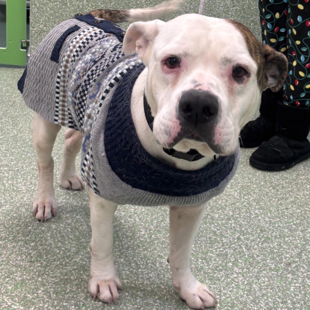 Malachi, a Adoptable mixed breed in Calverton, NY image 1/4