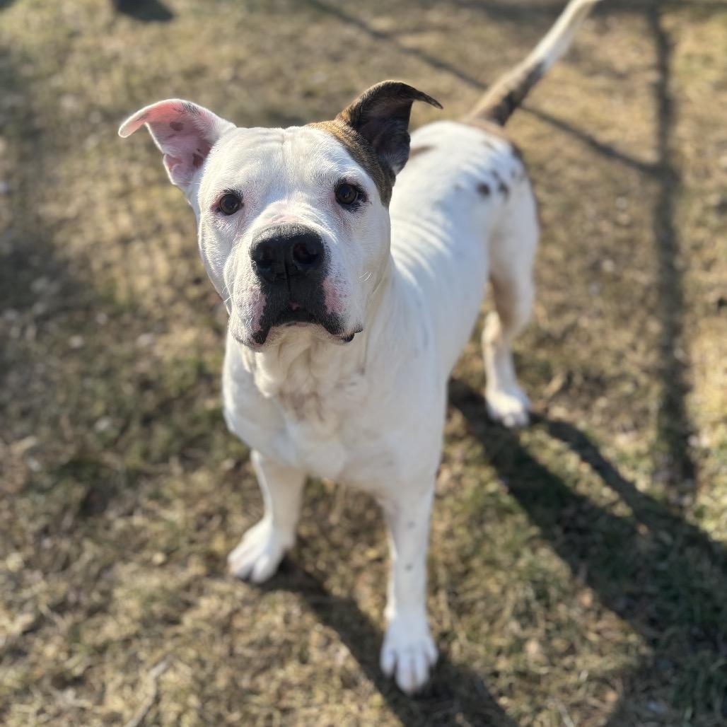 Malachi, a Adoptable mixed breed in Calverton, NY image 2/4