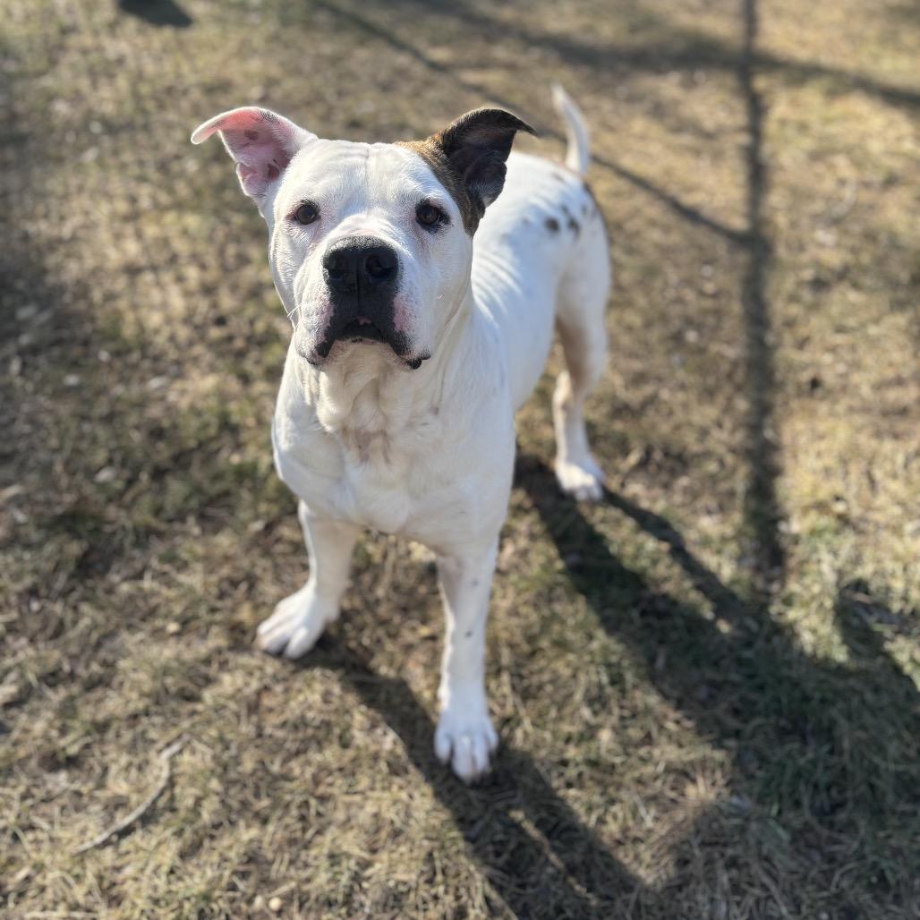 Malachi, a Adoptable mixed breed in Calverton, NY image 3/4