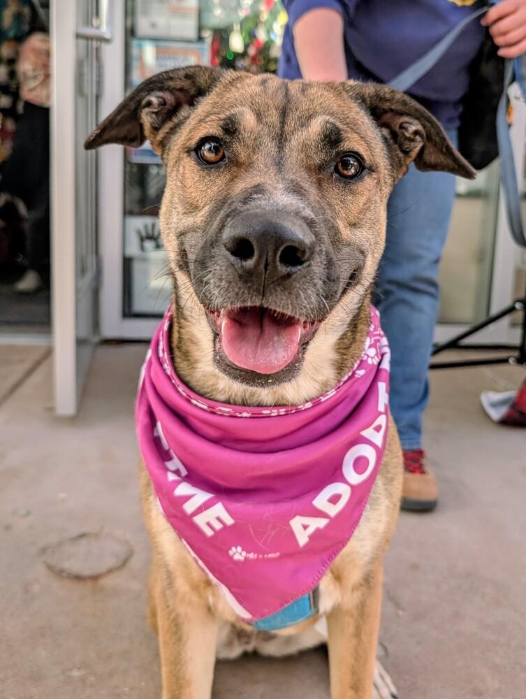 Willow from the East Side, Adoptable, Puppy Female Shepherd & Great Pyrenees.