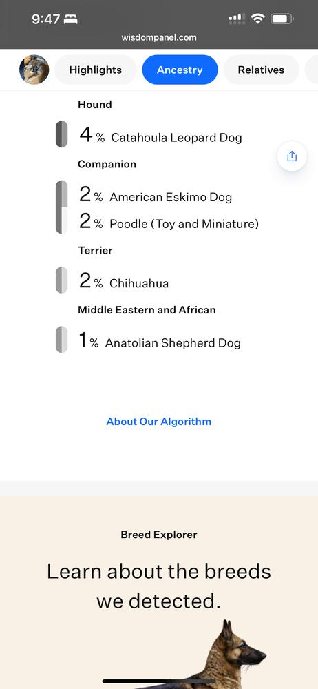 Willow from the East Side, Adoptable, Puppy Female Shepherd & Great Pyrenees.