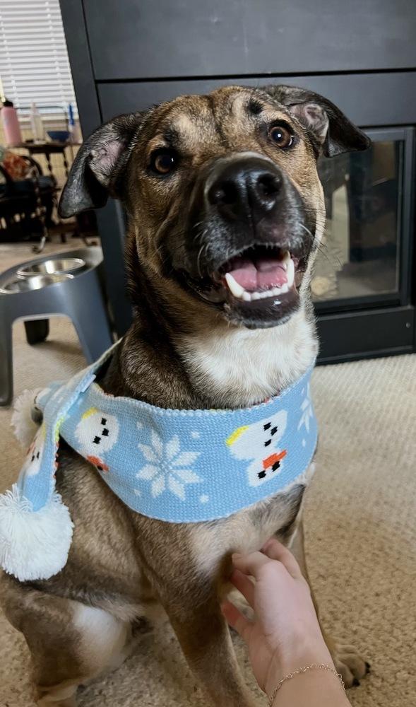 Willow from the East Side, Adoptable, Young Female Shepherd.