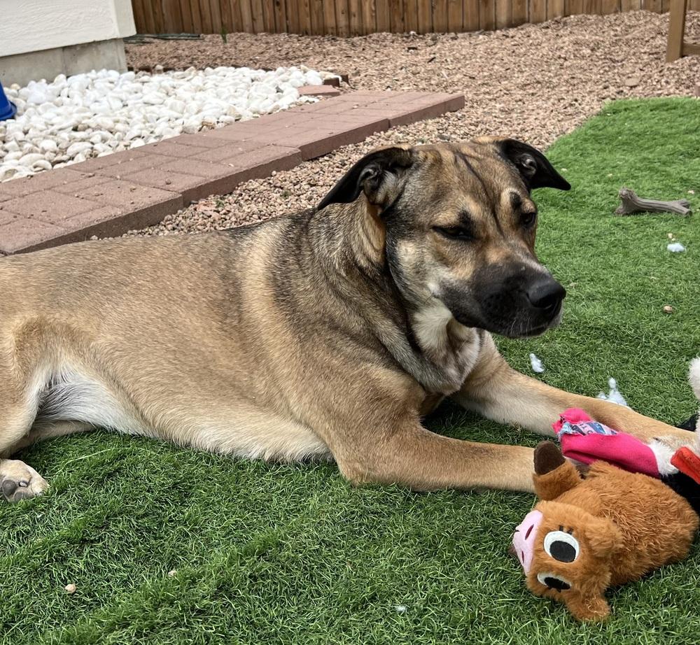 Willow from the East Side, Adoptable, Puppy Female Shepherd.