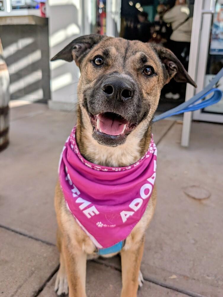 Enlarge Willow from the East Side, a Adoptable mixed breed in Denver, CO image 4/6