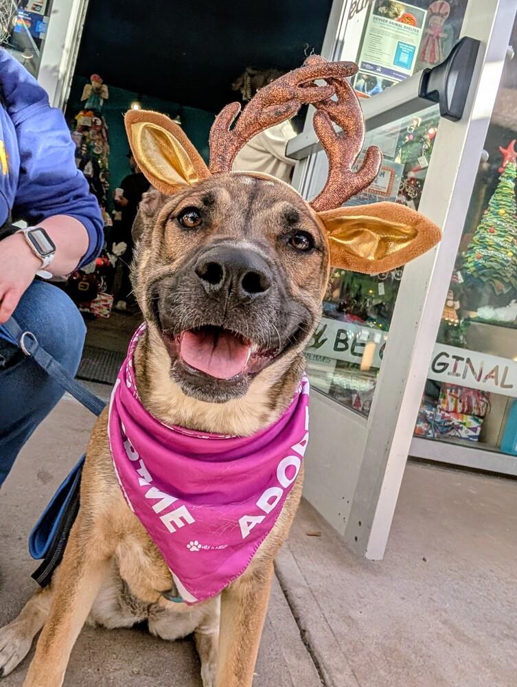 Willow from the East Side, a Adoptable mixed breed in Denver, CO image 3/5