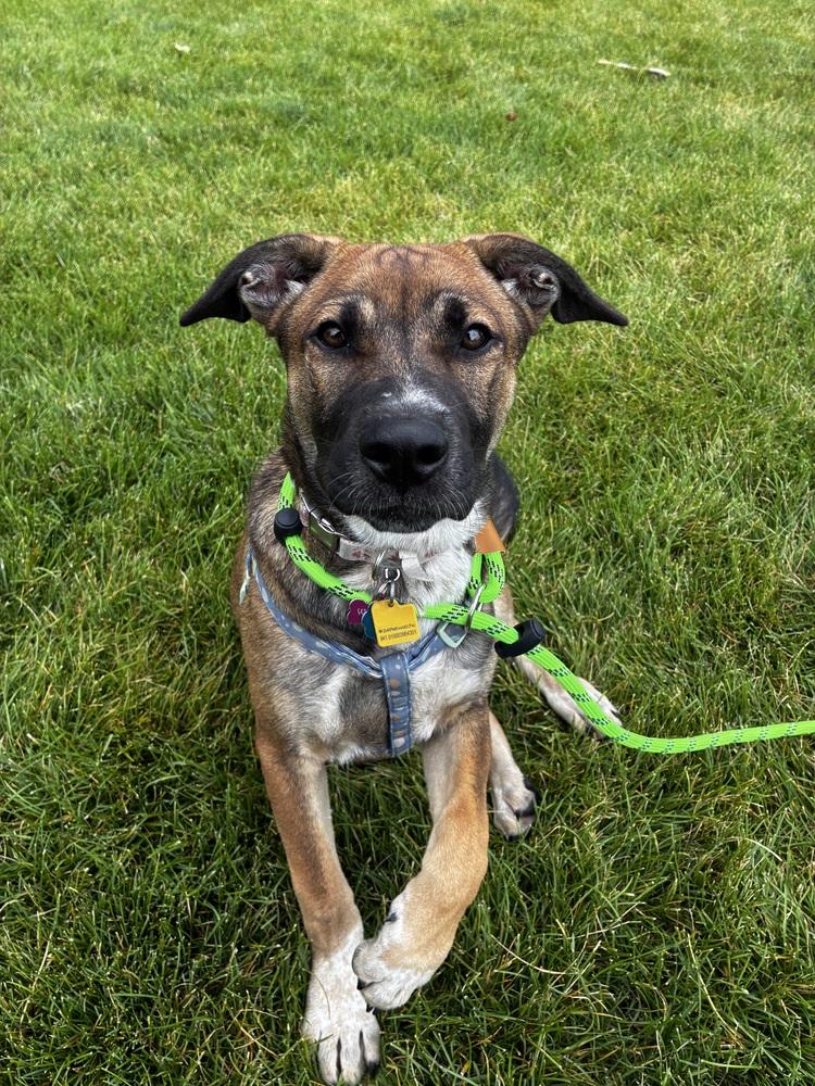 Willow from the East Side, a Adoptable mixed breed in Denver, CO image 4/5