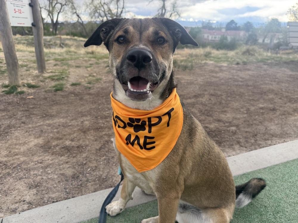 Willow from the East Side, a Adoptable mixed breed in Denver, CO image 5/5