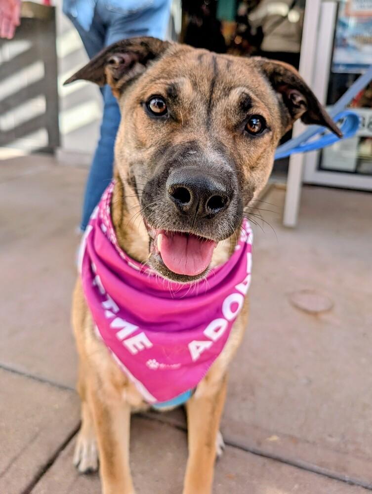 Enlarge Willow from the East Side, a Adoptable mixed breed in Denver, CO image 6/6