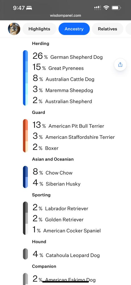 Enlarge Willow from the East Side, a Adoptable mixed breed in Denver, CO image 4/6