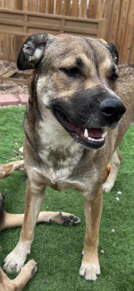 Enlarge Willow from the East Side, a Adoptable mixed breed in Denver, CO image 6/6