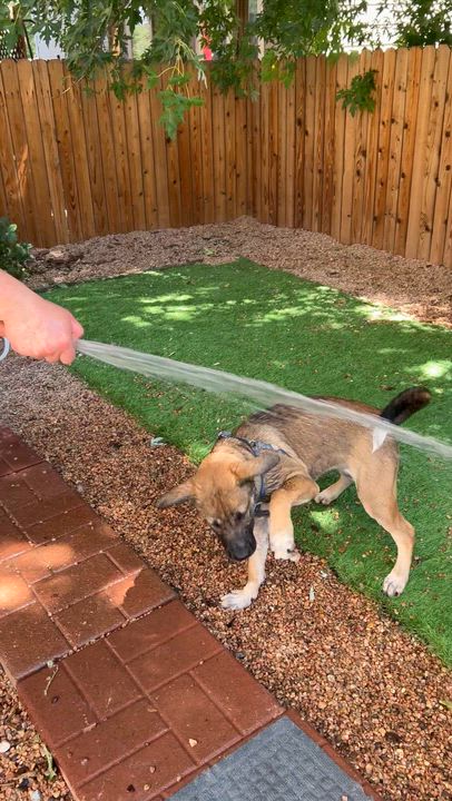 Enlarge Willow from the East Side, a Adoptable mixed breed in Denver, CO video 5/6