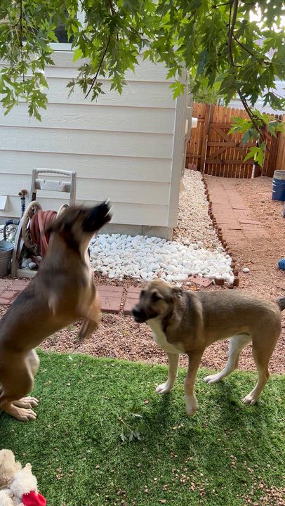 Enlarge Willow from the East Side, a Adoptable mixed breed in Denver, CO video 6/6