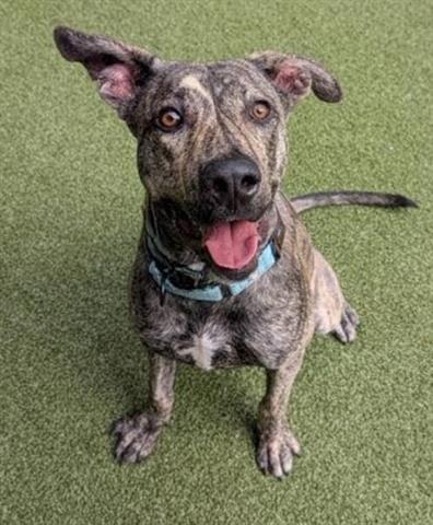 Enlarge GILMORE, a Adoptable Dutch Shepherd in San Martin, CA image 1/1