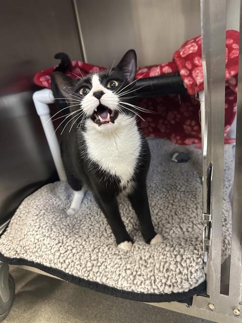 Enlarge PRANCER, a Adoptable Domestic Short Hair in West Valley City, UT image 1/1