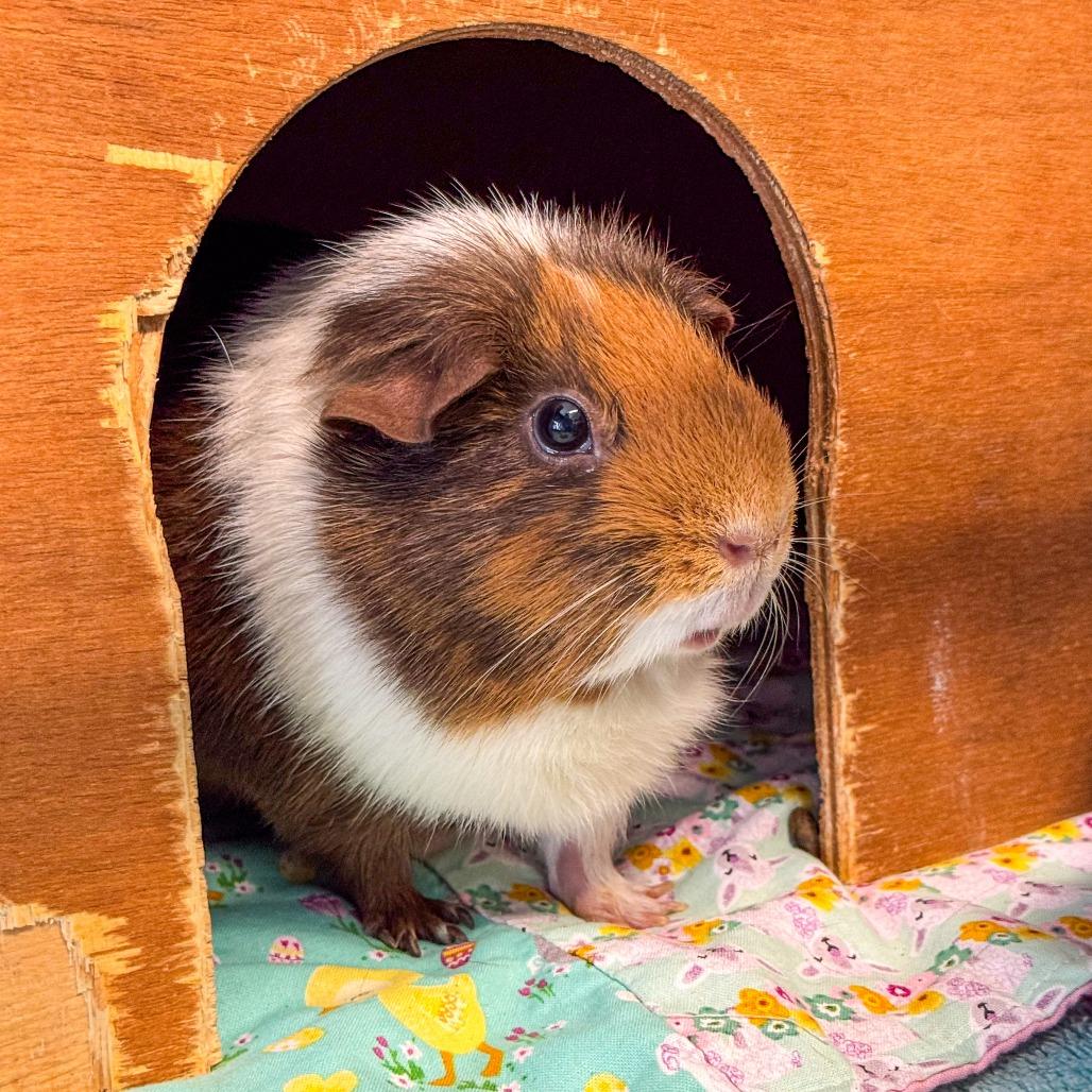 Coco *Bonded w/ Mary Jane*, Adoptable, Adult Female Guinea Pig.