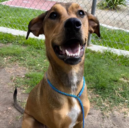 Zo-Ey, Adoptable, Young Female Shepherd.