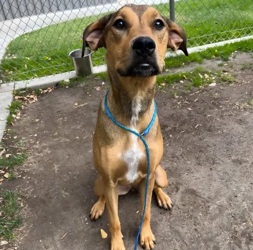 Enlarge Zo-Ey, a Adoptable mixed breed in Naperville, IL image 2/2