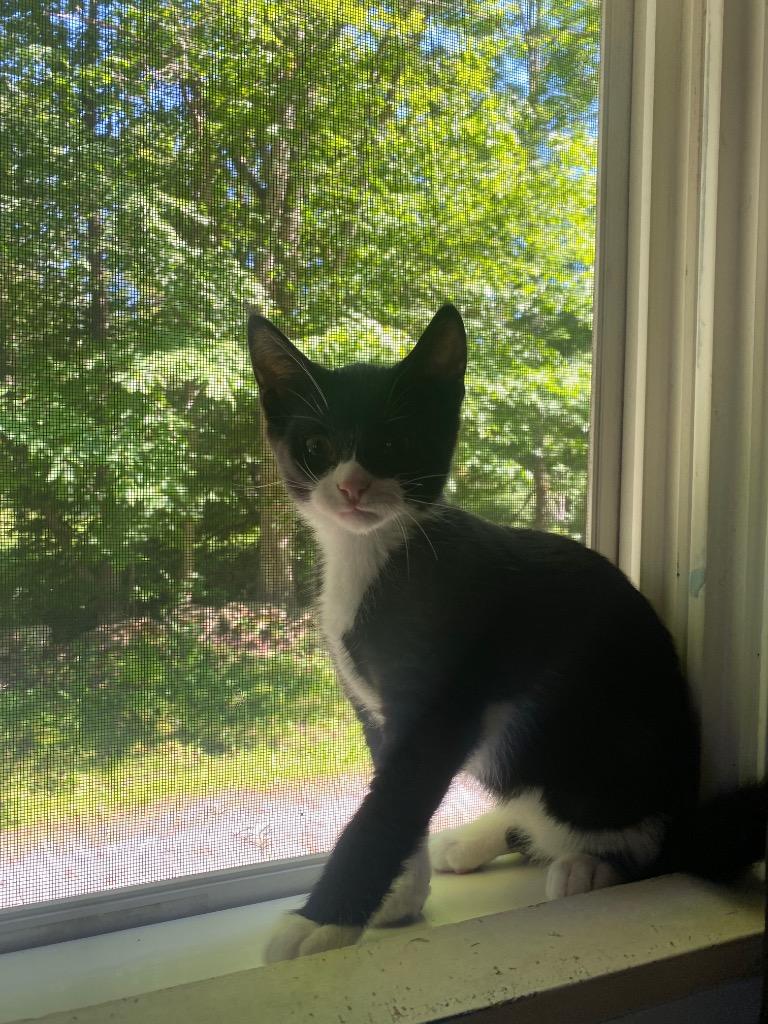 Enlarge Jimmy Choo, a Adoptable Domestic Short Hair in St. Albans, VT image 3/3