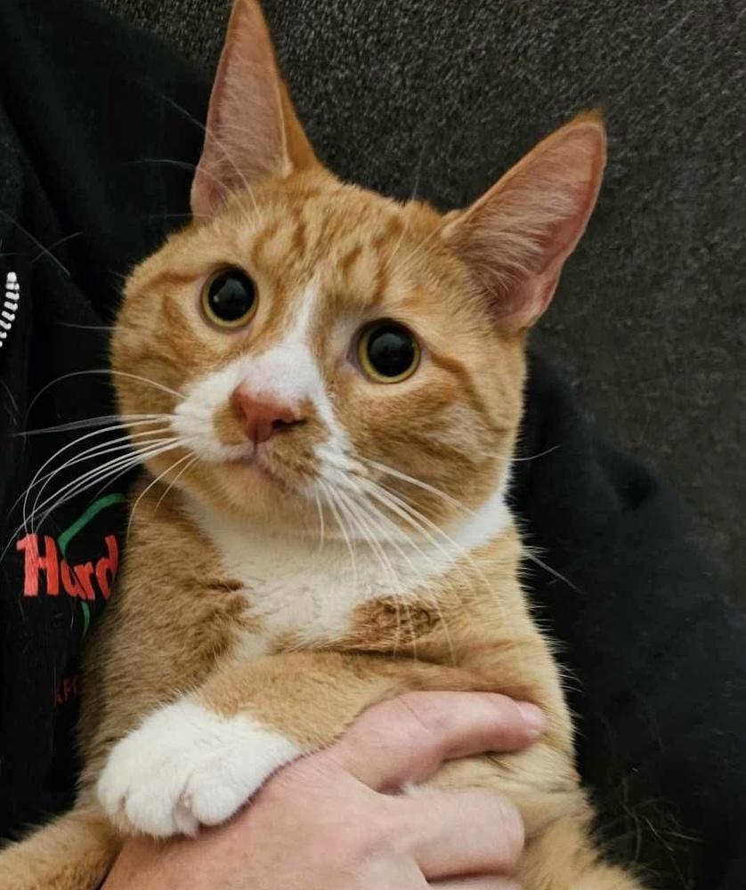 Biscuit, a Adoptable Domestic Short Hair in Chicago, IL image 1/6