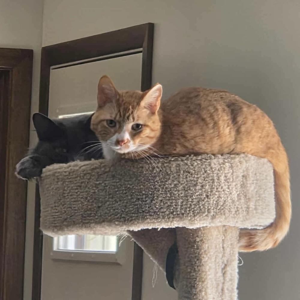 Biscuit, a Adoptable Domestic Short Hair in Chicago, IL image 3/6