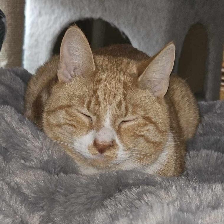 Biscuit, a Adoptable Domestic Short Hair in Chicago, IL image 6/6