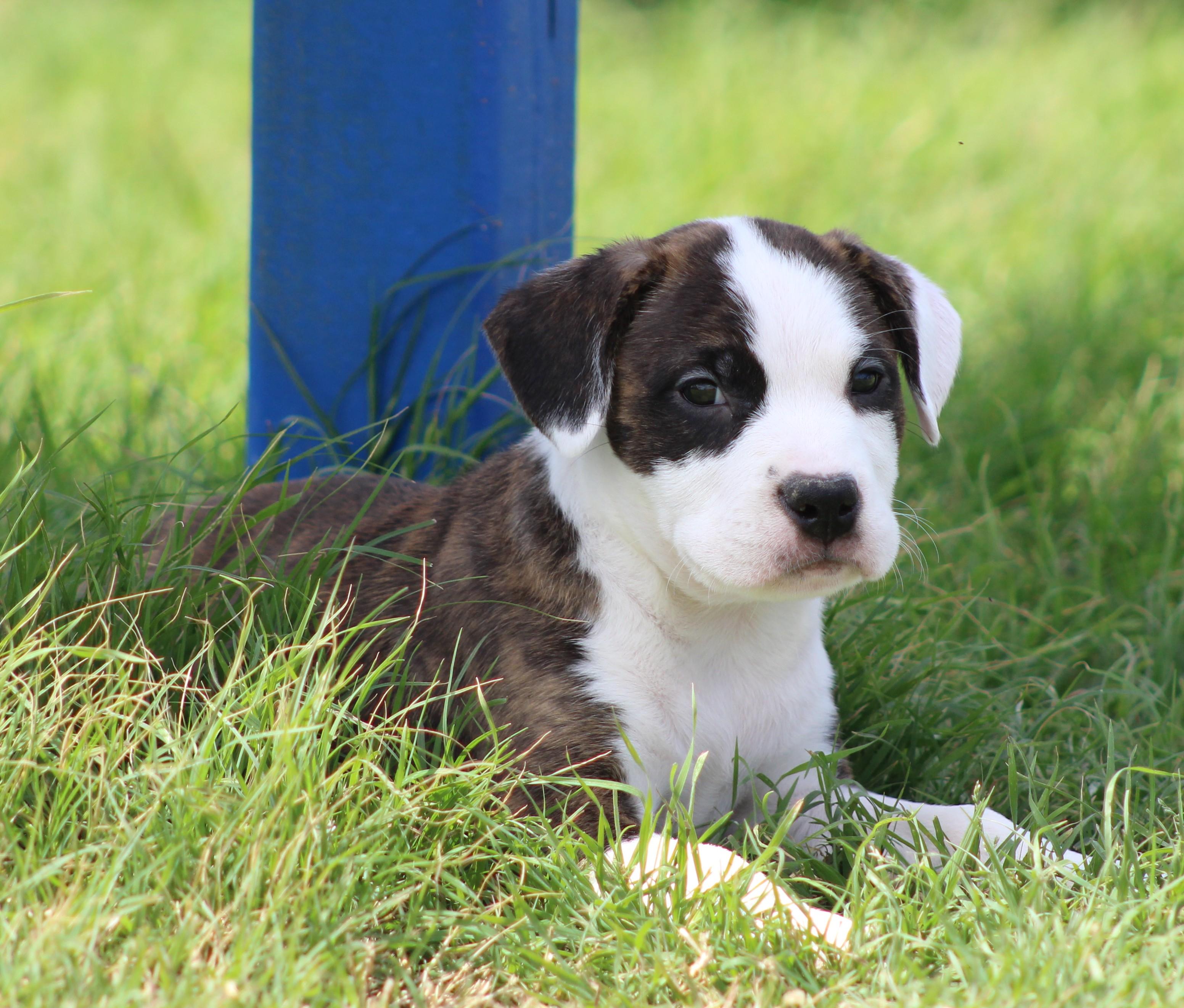 Enlarge Peaches, an adopted mixed breed in Temple, TX image 5/6
