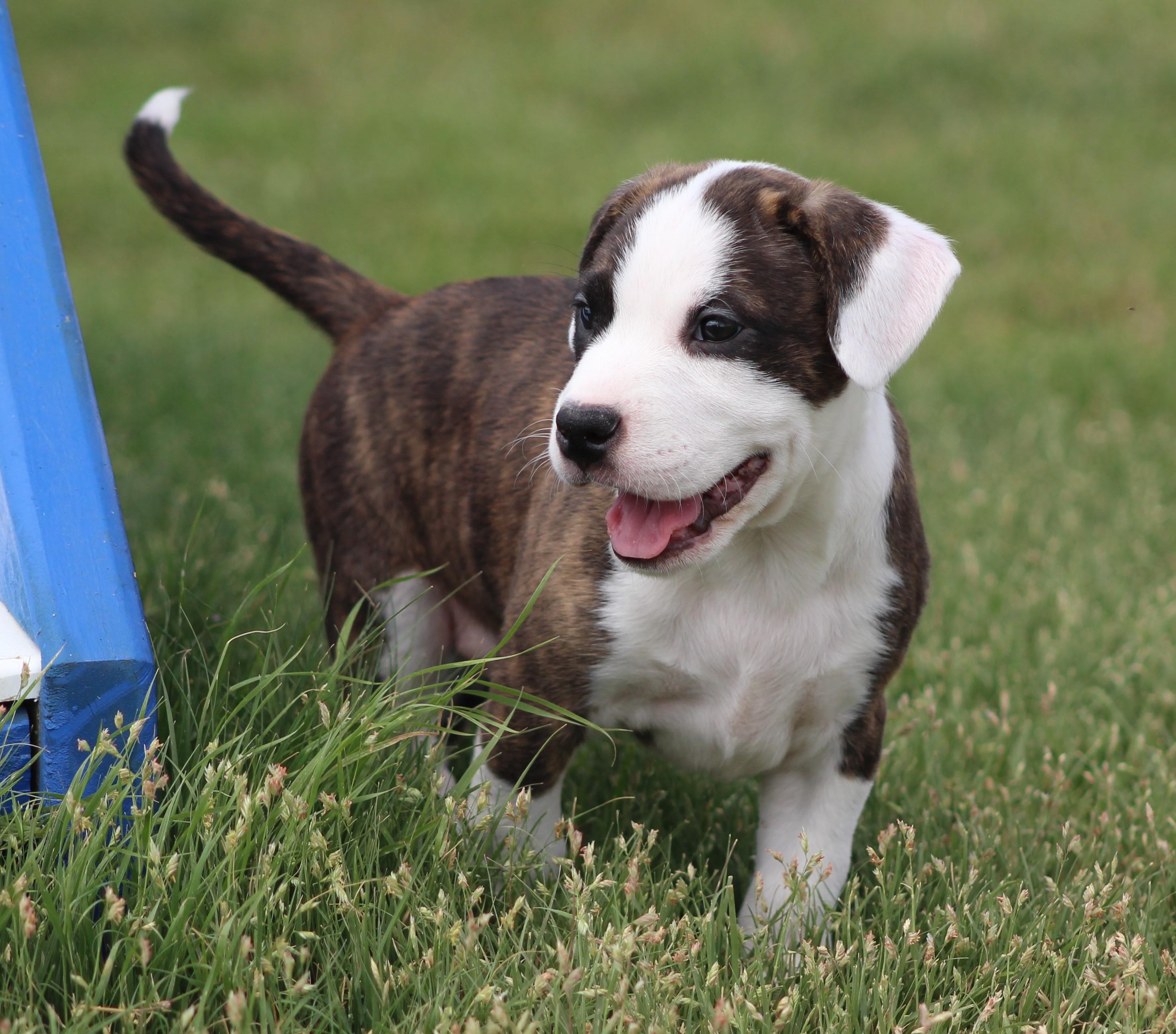 Peaches, adopted, Puppy Female Pit Bull Terrier & Mixed Breed.