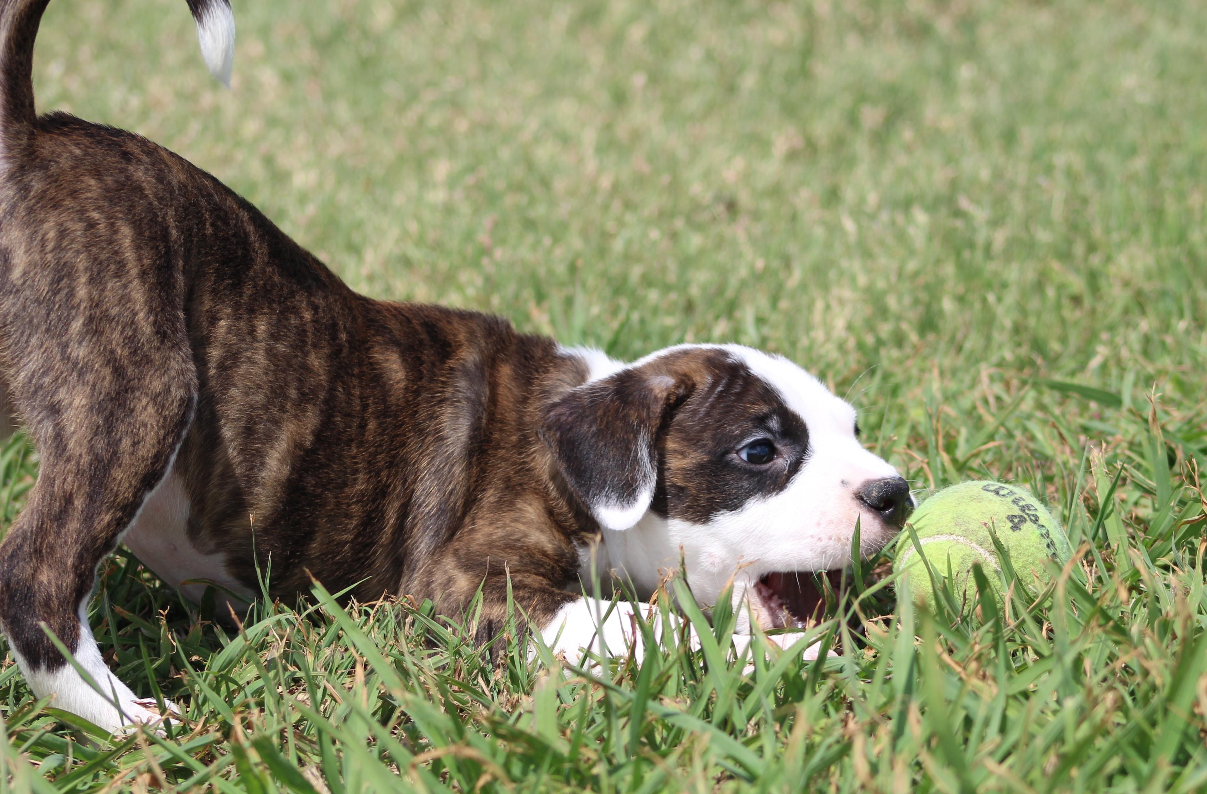 Enlarge Peaches, an adopted mixed breed in Temple, TX image 2/6
