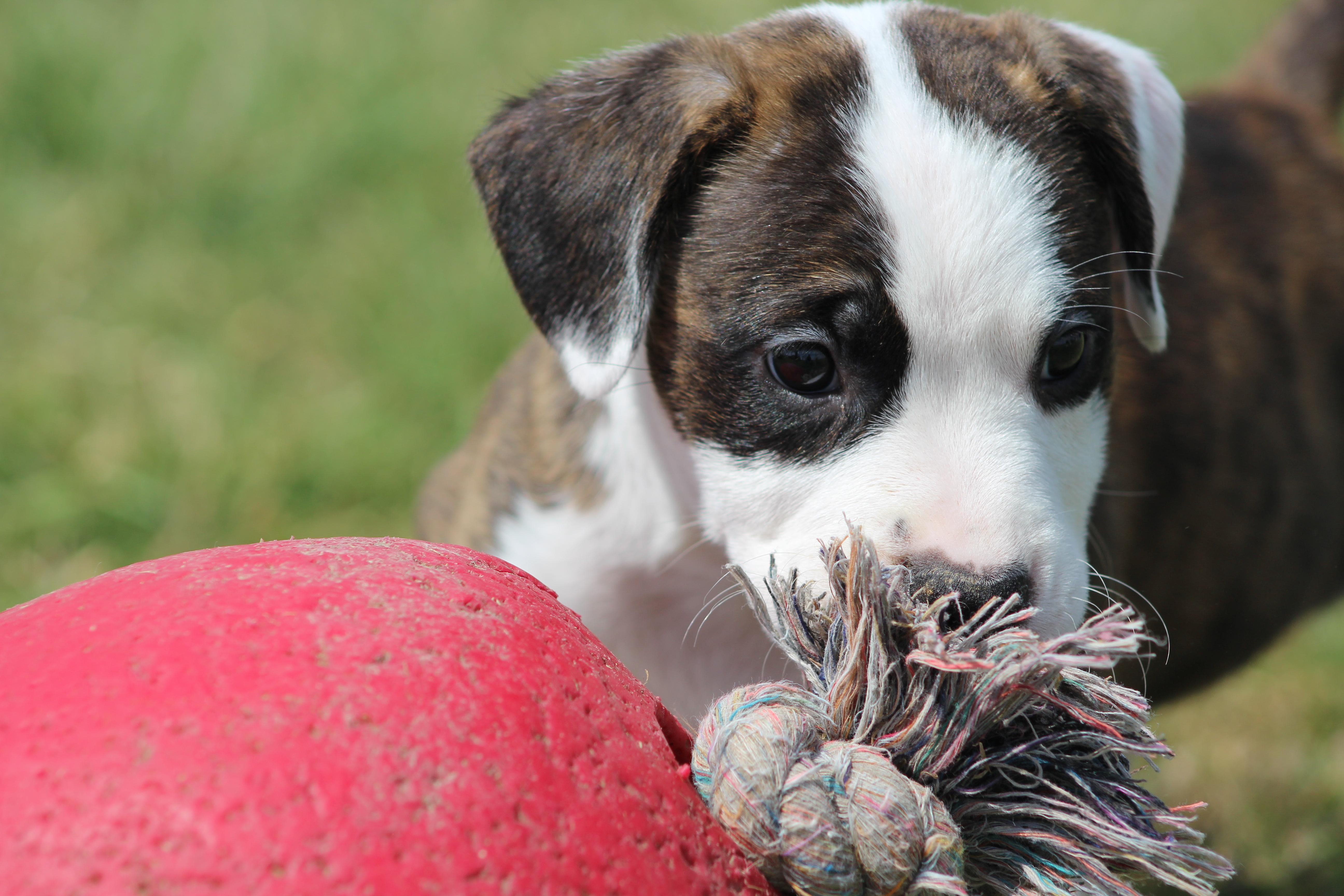 Enlarge Peaches, an adopted mixed breed in Temple, TX image 6/6