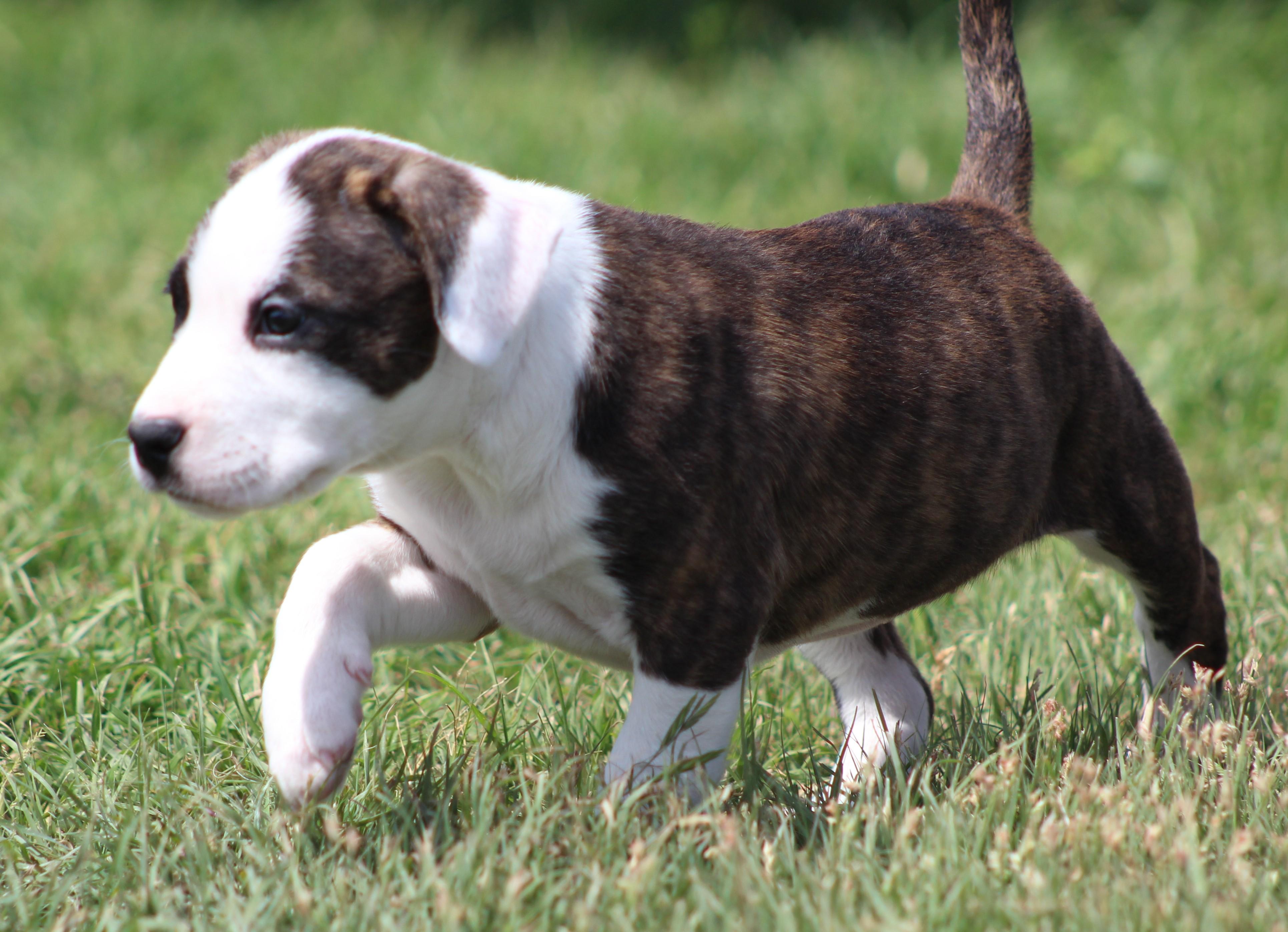 Enlarge Peaches, an adopted mixed breed in Temple, TX image 3/6