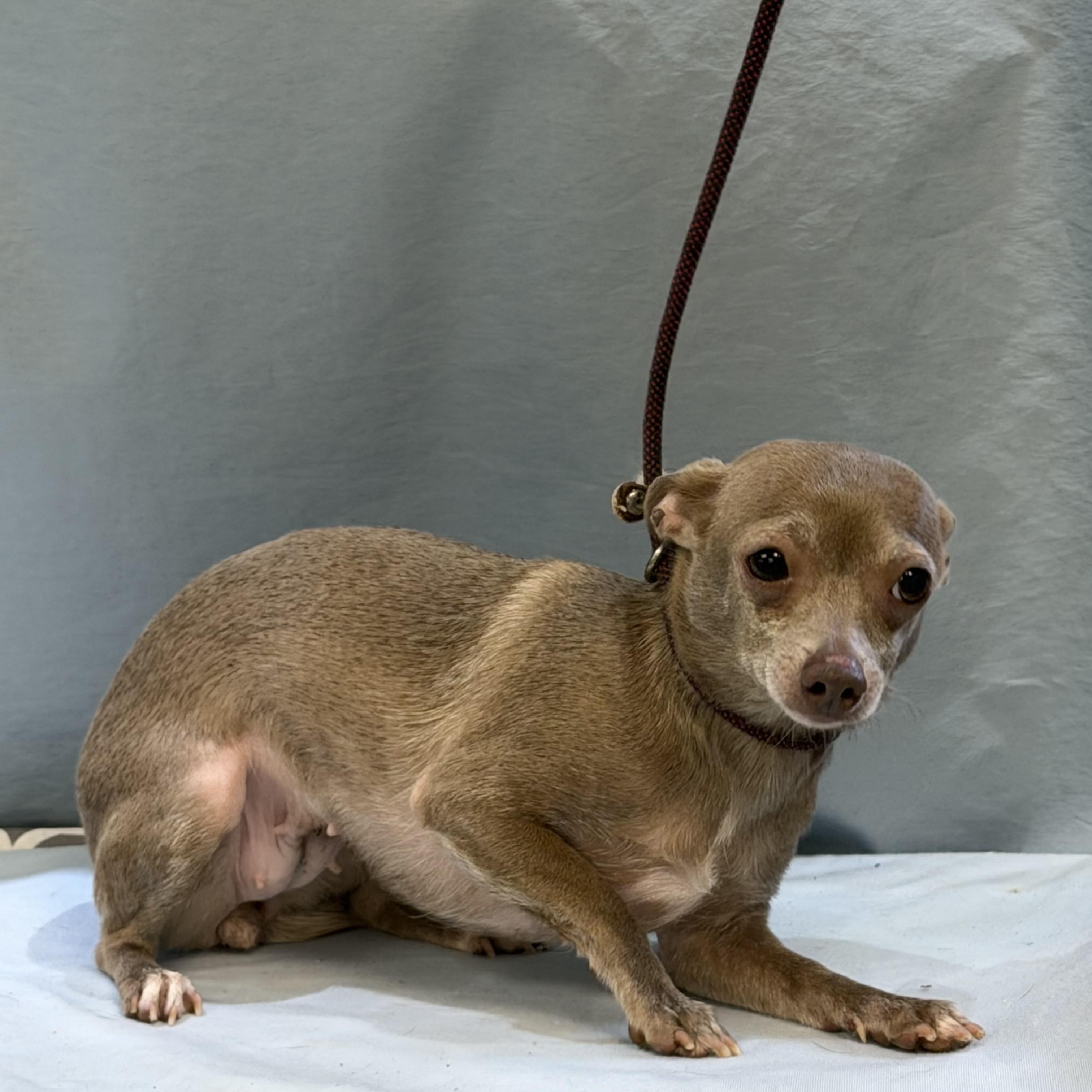 Bella Lou, Adopted, Adult Female Chihuahua.