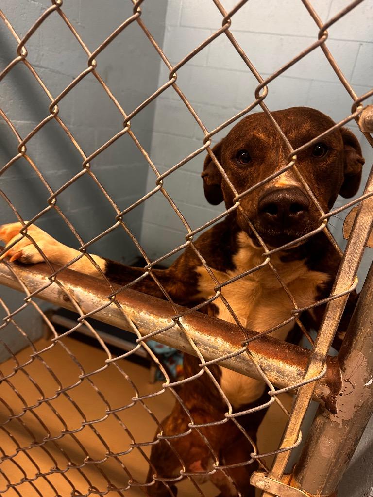 Gordon, a Adoptable mixed breed in Blountville, TN image 1/2