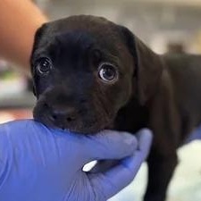 Laguna, a Adoptable mixed breed in South San Francisco, CA image 4/5