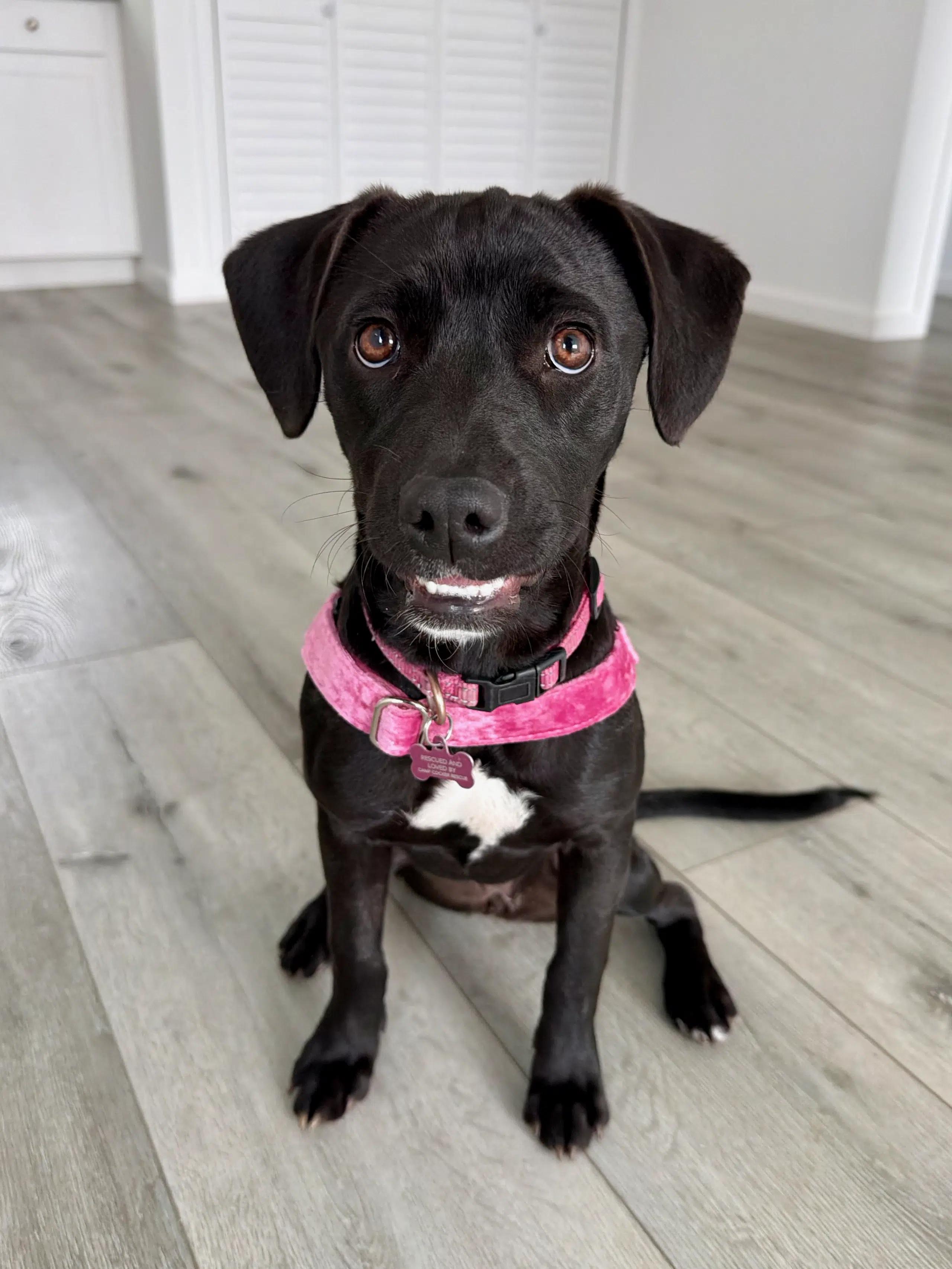 Enlarge Laguna, a Adoptable mixed breed in South San Francisco, CA image 2/6