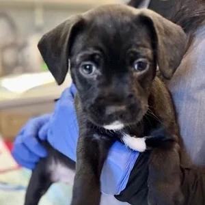 Laguna, a Adoptable mixed breed in South San Francisco, CA image 3/5