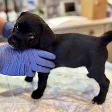 Laguna, a Adoptable mixed breed in South San Francisco, CA image 2/5