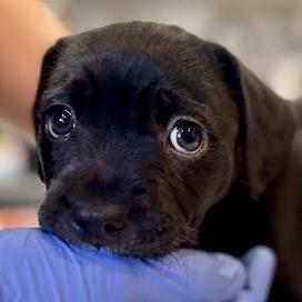 Laguna, Adoptable, Puppy Female Mixed Breed.
