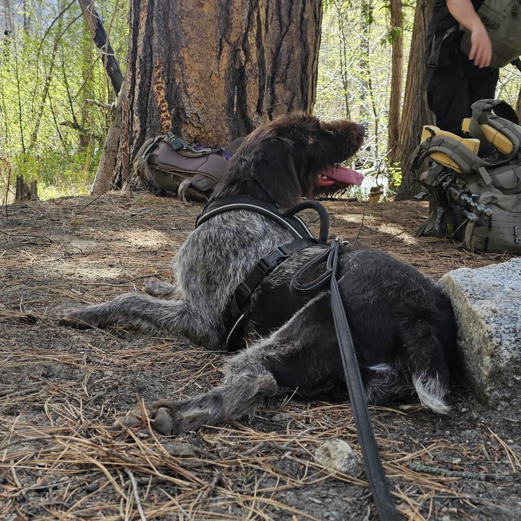 Cerci, Adoptable, Young Female German Wirehaired Pointer.